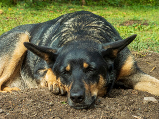 Relaxed Dog Sleeping on The Ground.