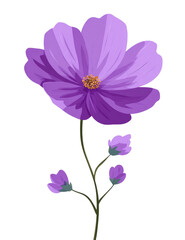 Vibrant purple flower with buds