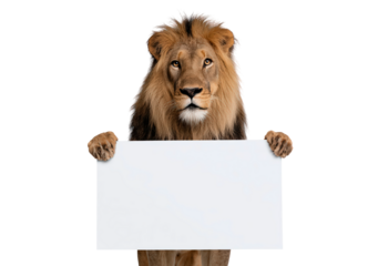 Lion holding blank sign with paws on transparent background, PNG