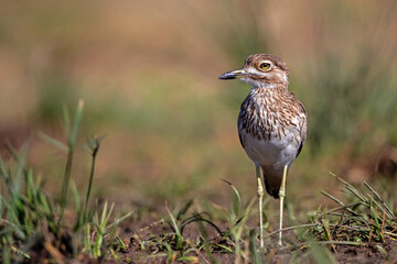 Water thick-knee or water dikkop (Burhinus vermiculatus) searching for food in Kruger National Park in South Africa
