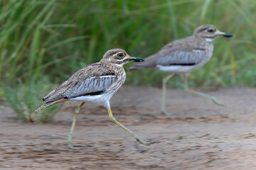 Panning shot of a Water thick-knee or water dikkop (Burhinus vermiculatus) searching for food in Kruger National Park in South Africa