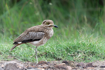 Water thick-knee or water dikkop (Burhinus vermiculatus) searching for food in Kruger National Park in South Africa