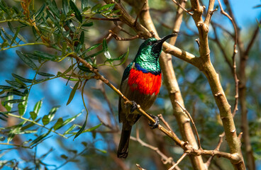 Singing adult Greater Double-Collared Sunbird (Cinnyris afer).
