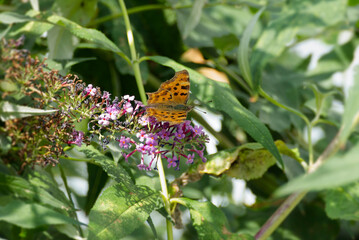 Comma butterfly (Polygonia c-album) perched on summer lilac in Zurich, Switzerland