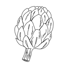 Hand drawn artichoke in line art style black ink vegetable sketch for coloring or design