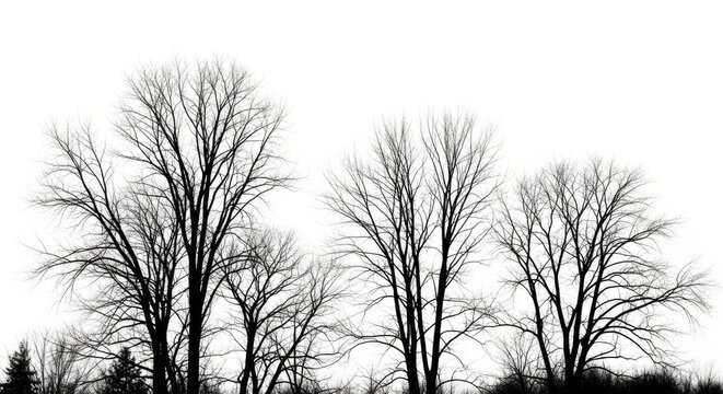 Bare Winter Trees Silhouetted Against White Sky in Natural Landscape - Powered by Adobe