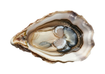 Single Freshly Opened Oyster with Creamy Flesh and Grey Gills on Background seafood shellfish