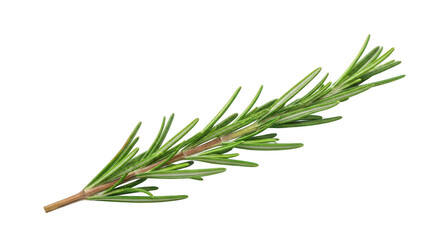 Fototapeta premium Single green rosemary sprig with needle like leaves on background herb plant