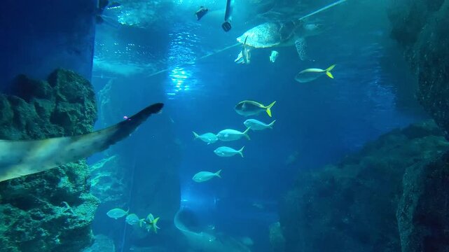 Stingray and Zebra shark (leopard shark) swimming in an aquarium.