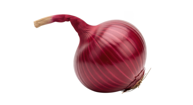 Single red onion with curved stem on background vegetable food