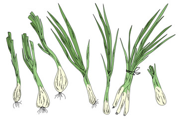Fresh Spring Onion Collection, Botanical Vector Set of Scallions with Leaves and Roots