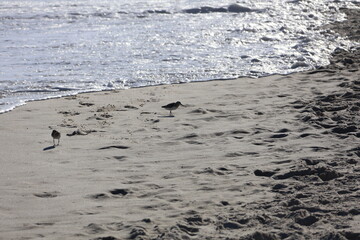A group of Sandpipers scurry along the shoreline hunting for food, weaving in and out as the waves break along the beach head. 