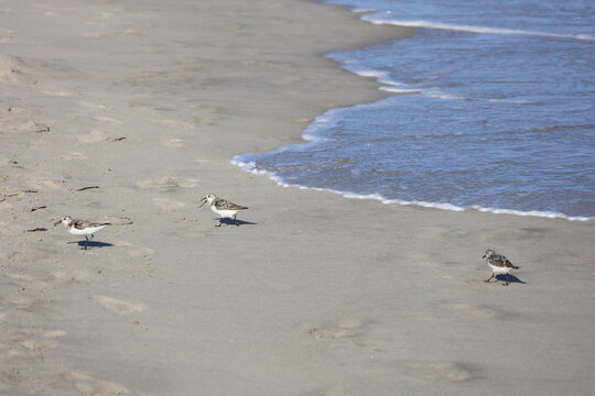 A group of Sandpipers scurry along the shoreline hunting for food, weaving in and out as the waves break along the beach head.  - Powered by Adobe