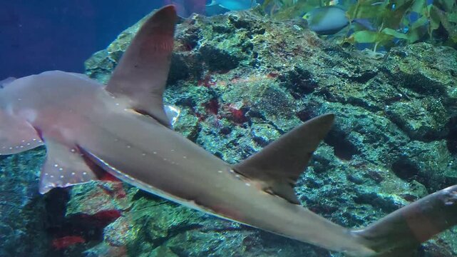 Bowmouth Guitarfish, also called a Shark Ray, swimming. Close-up view.