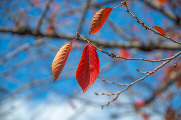 桜の葉の紅葉　秋