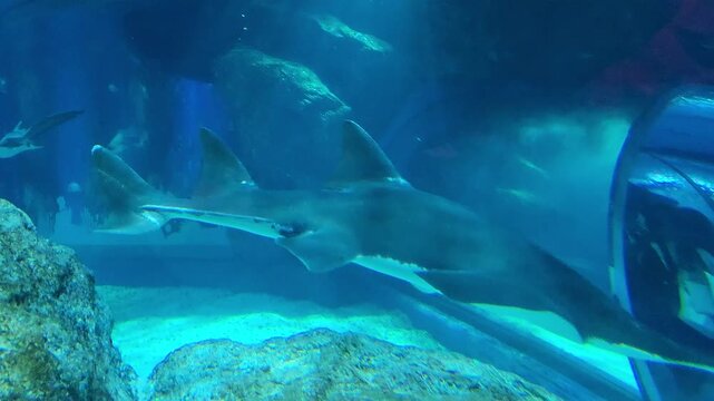 Sawfish, also known as a carpenter shark, glides near the sandy bottom of an aquarium, surrounded by rocks, with deep blue lighting enhancing the underwater scene.