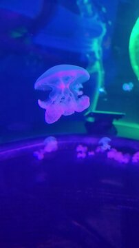 Marbled jellyfish (Lychnorhiza lucerna) swimming verical view.