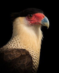 red tailed hawk
