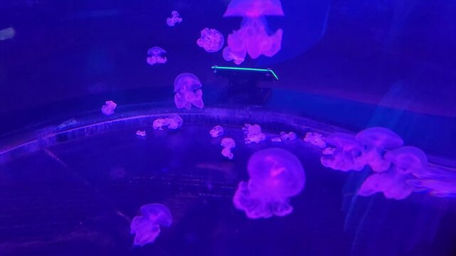 Marbled jellyfish (Lychnorhiza lucerna) swimming.