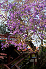 A purple jacaranda tree blooming at a pagoda in Da Lat, Vietnam