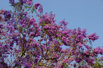A purple jacaranda tree blooming at a pagoda in Da Lat, Vietnam