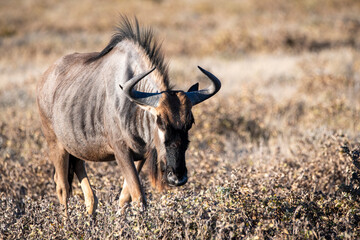 Blue wildebeest in the bush in Etosha national park
