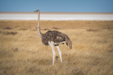 Femal ostrich in front of Etosha pan