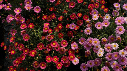 A vibrant field of pink and red daisy flowers in a sunny garden