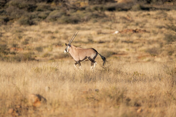 Oryx running away in namibian savanna
