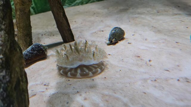Upside-down jellyfish (Cassiopea) resting on the seabed. 
