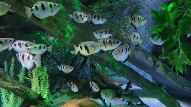 Banded Archerfish (Toxotes jaculatrix) swimming as a large group in an aquarium.