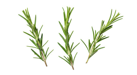Fototapeta premium Three fresh green rosemary sprigs isolated on background herb spice
