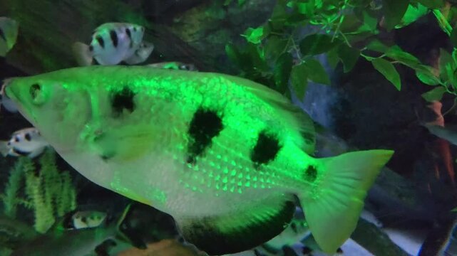 Axadora Fish รูปภาพArcherfish – เลือกดูภาพถ่ายสต็อก เวกเตอร์ และวิดีโอ850 | Adobe Stock