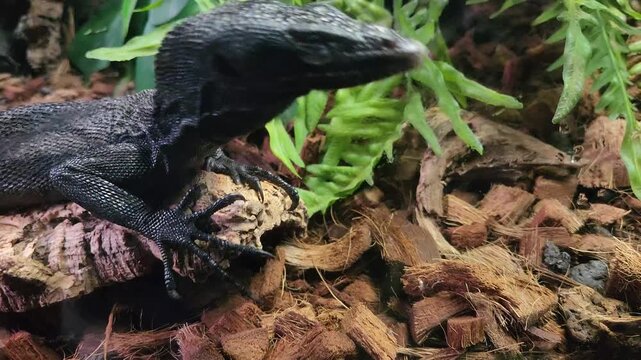 Black Tree Monitor (Varanus beccarii) close view.