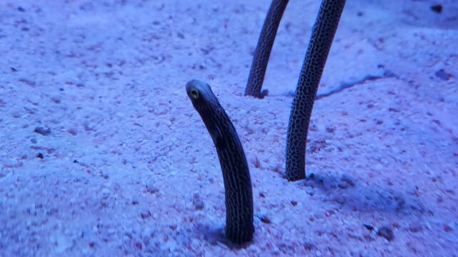 Spotted garden eels (Heteroconger hassi) moving underwater.