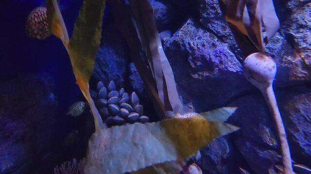  Pineapplefish, also known as pinecone fish, swimming in water.
