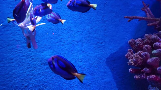 A group of Blue Tang fish (Paracanthurus hepatus) feeding on cabbage in an aquarium.