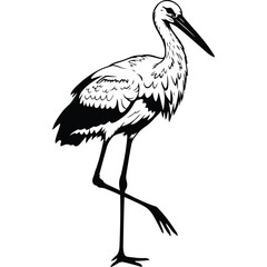 Obraz premium White Stork Bird Black and White Illustration drawing vector graphic wildlife nature animal avian ornithology zoology fauna feather beak