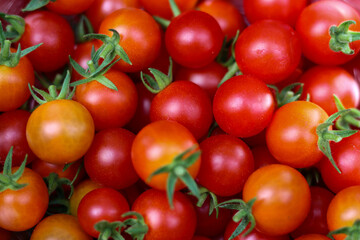 Underripe cherry tomatoes off the vine.