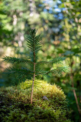 Kleine Rottanne Picea abies im Moos, Small Norway spruce Picea abies in the moss