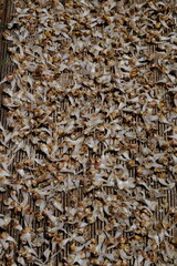 background of dried fish