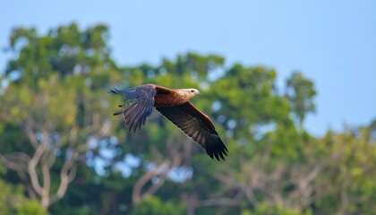 A majestic bird of prey soars through a vibrant green forest backdrop against a clear blue sky.