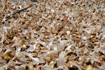 close up of dried fish
