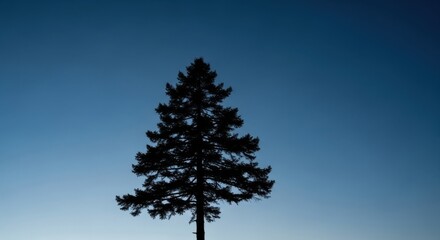 Silhouette of a Tall Pine Tree Against a Gradient Blue Sky in Nature