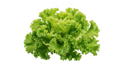 Vibrant green curly leaf lettuce isolated on background leaves