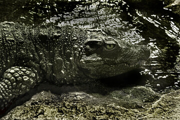 Chinese alligator at the pool. Latin name - Alligator sinensis	
