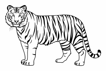 tiger on white background