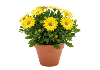 Potted perennial yellow daisy flower close-up isolated on a white background.