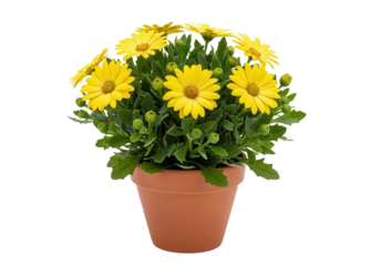 Potted perennial yellow daisy flower close-up isolated on a white background.