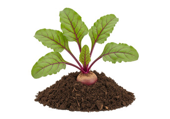 Fresh beetroot plant growing in soil isolated PNG with Transparent Background